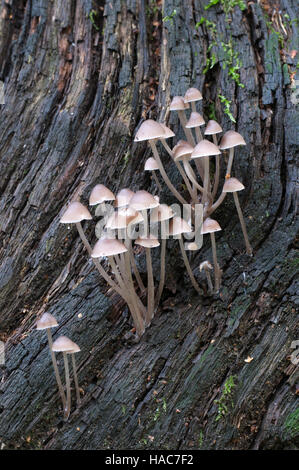 Funghi (Mycena inclinata) su un moncone in un verde muschio Foto Stock