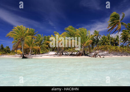 Tropical Palm Beach per Natale (Kiritimati) Isola, Kiribati Foto Stock