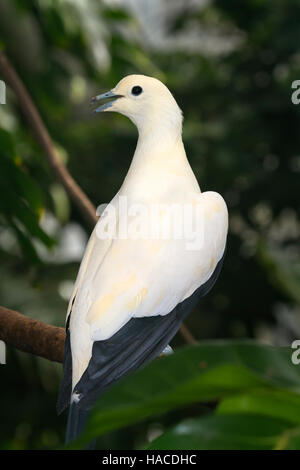 Pied imperial pigeon Foto Stock