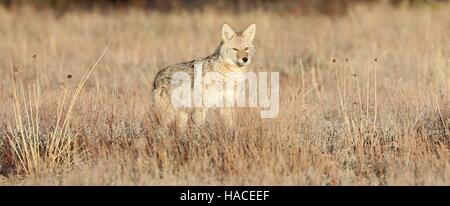 Coyote giovani la caccia nel gelido sagebrush nel Grand Teton Park di mattina. Foto Stock