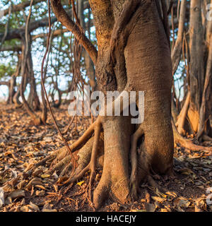 Albero della Vita, radici del Banyan Tree nella luce del sole di mattina Foto Stock