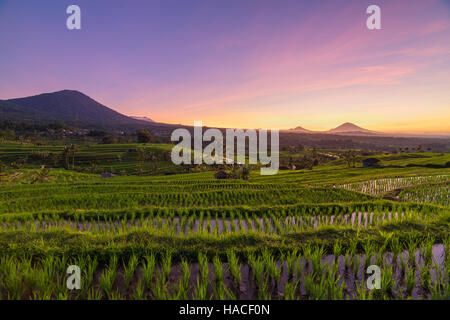 Bellissimo tramonto sull'Jatiluwih terrazze di riso a Bali, in Indonesia Foto Stock
