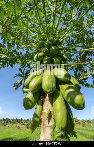 Papaya verde che cresce su un albero Foto Stock