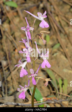 In Troodos Orchid - Orchis troodi endemica Cipro Orchidea di foreste di pino Foto Stock