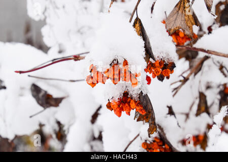 Bacche di pallon di maggio nella neve. Frutti di bosco invernale sull'albero Kalina. Foto Stock