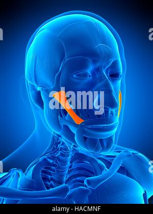 Illustrazione delle principali zygomaticus muscolo. Foto Stock