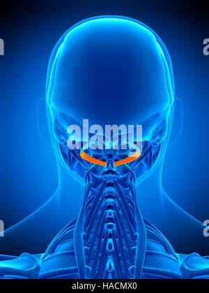 Illustrazione della obliquus capitis inferiore muscolo. Foto Stock