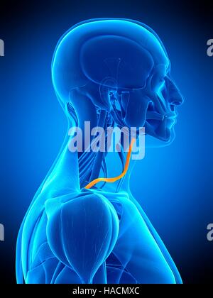 Illustrazione del muscolo omohyoid. Foto Stock