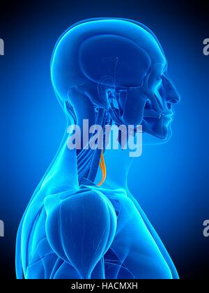 Illustrazione della scaleno muscolo anteriore. Foto Stock