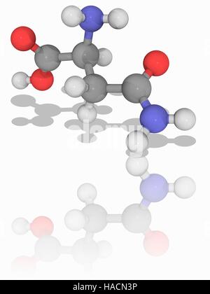 Asparagina. Il modello molecolare dell'aminoacido asparagina (C4.H8.N2.O3). Si tratta di un amminoacido non essenziale. Esso può essere sintetizzato dal corpo e così non necessitano di venire dalla dieta. Asparagina svolge un ruolo importante per la piegatura delle molecole di proteina nelle loro strutture secondarie. Gli atomi sono rappresentati da sfere e sono codificati a colori: carbonio (grigio), Idrogeno (bianco), Azoto (blu) e ossigeno (rosso). Illustrazione. Foto Stock