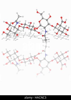 Acido ialuronico. Il modello molecolare di due unità del glicosaminoglicano di polimero di acido ialuronico (C14.H21.N.O11), noto anche come ialuronano. Un polimero di disaccaridi, è una componente importante della cartilagine articolare e della pelle, dove esso è coinvolto nella riparazione del tessuto. Gli atomi sono rappresentati da sfere e sono codificati a colori: carbonio (grigio), Idrogeno (bianco), Azoto (blu) e ossigeno (rosso). Illustrazione. Foto Stock