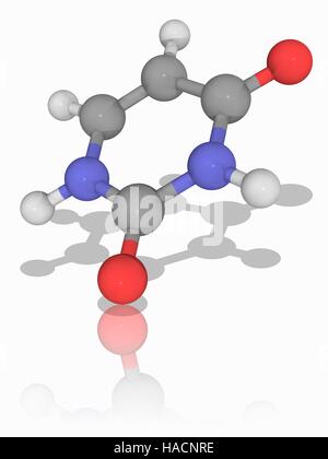 Di uracile. Il modello molecolare di uracile (C4.H4.N2.O2), uno dei quattro nucleobasi in RNA (acido ribonucleico). Gli atomi sono rappresentati da sfere e sono codificati a colori: carbonio (grigio), Idrogeno (bianco), Azoto (blu) e ossigeno (rosso). Illustrazione. Foto Stock