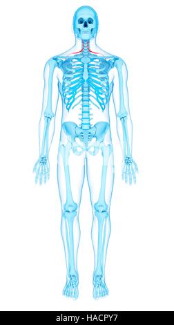 Illustrazione dei muscoli omohyoid. Foto Stock