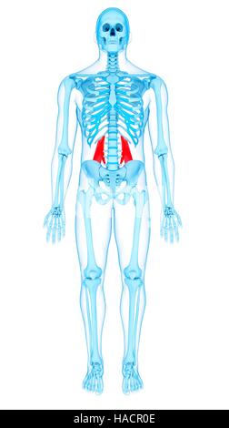 Illustrazione del quadratus lumborum muscoli. Foto Stock