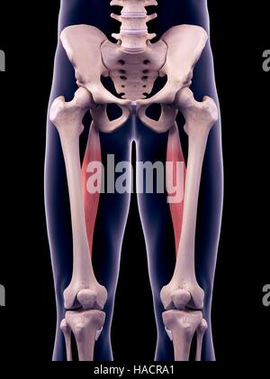 Illustrazione del tendine semitendinoso muscoli. Foto Stock