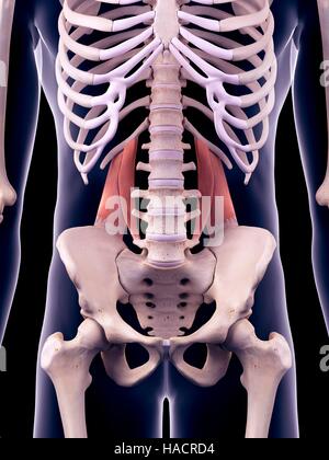 Illustrazione del quadratus lumborum muscoli. Foto Stock