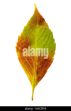 Fotografia di close-up di un appassimento foglie autunnali isolati su sfondo bianco in alta risoluzione Foto Stock