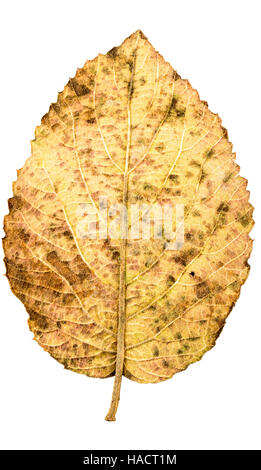 Fotografia di close-up di un appassimento foglie autunnali isolati su sfondo bianco in alta risoluzione Foto Stock