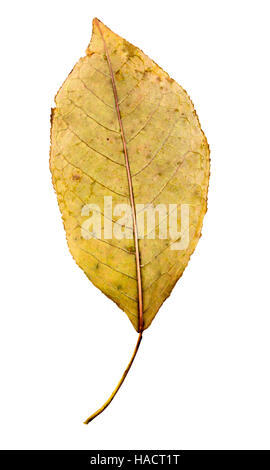 Fotografia di close-up di un appassimento foglie autunnali isolati su sfondo bianco in alta risoluzione Foto Stock