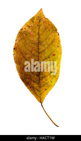 Fotografia di close-up di un appassimento foglie autunnali isolati su sfondo bianco in alta risoluzione Foto Stock