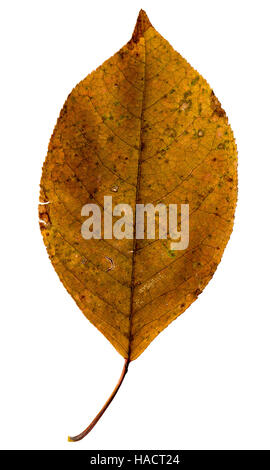 Fotografia di close-up di un appassimento foglie autunnali isolati su sfondo bianco in alta risoluzione Foto Stock