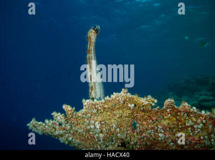 Blackspotted cetriolo marittimo, Bohadschia graeffei, caccia dalla tabella di corallo, Bathala, Ari Atol, Maldive, Oceano Indiano Foto Stock