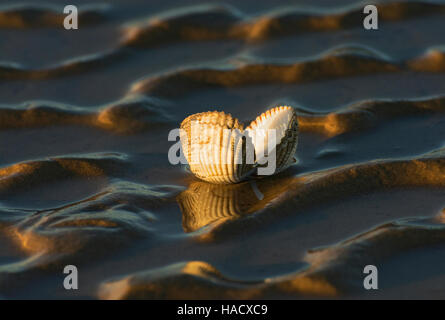 Shell sulla spiaggia in ultimi raggi di luce del sole, con striature di sabbia, Morecambe Bay, Lancashire, Regno Unito Foto Stock