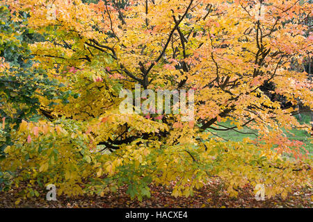 Parrotia persica. Il persiano ironwood le foglie in autunno. Regno Unito Foto Stock