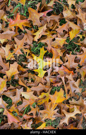Quercus ellipsoidalis Hemelrijk. Caduto il perno del Nord di foglie di quercia in autunno sull'erba Foto Stock