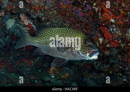 Arlecchino Sweetlips, Plectorhinchus chaetodonoides, in una grotta in Bathala, Ari Atoll, Oceano Indiano, Maldive Foto Stock