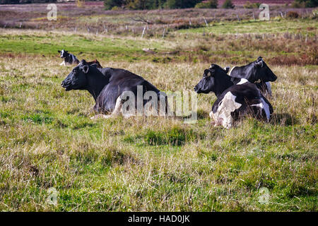 Bestiame bovino di caseificio che stabilisce in un campo in America rurale. Foto Stock