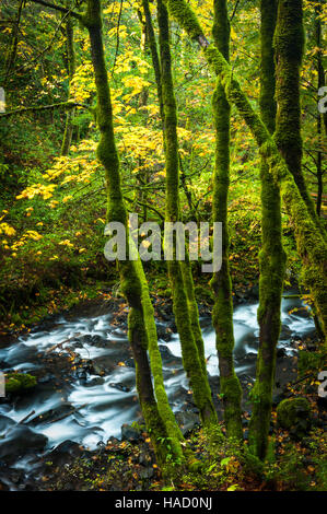 Bridal Veil Falls Trail, Oregon - Slow Shutter speed shot di un piccolo ruscello circondato da una lussureggiante vegetazione in autunno. Foto Stock