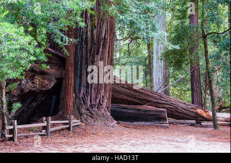 Sequoia gigante, coast redwood, costiere redwood, California redwood, Sequoia sempervirens, albero caduto su di un sentiero, Big Basin Redwoods State Park, CA. Foto Stock