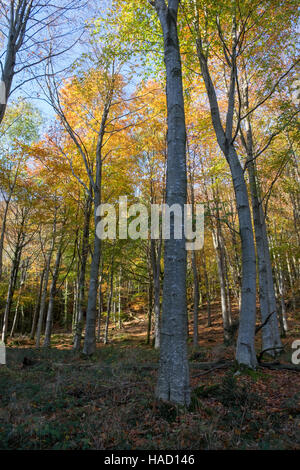 Legno Rainsbarrow vicino a Ulpha Duddon valley, Lake District Foto Stock