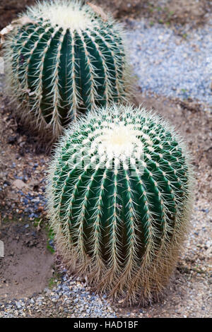 Golden Barrel Cactus, palla dorata o la madre-in-legge il cuscino Foto Stock