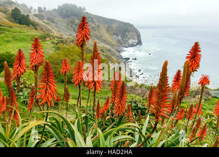 Aloe arborescens che crescono in un giardino a Lucia Lodge, Lucia, California, USA. Lucia è il Big Sur Costa & Oceano Pacifico Foto Stock