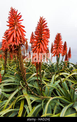 Aloe arborescens che crescono in un giardino a Lucia Lodge, Lucia, California, USA. Lucia è il Big Sur Costa & Oceano Pacifico Foto Stock