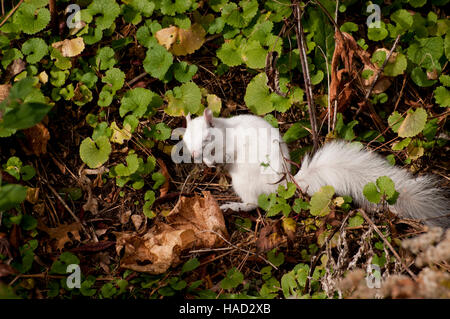 Vadnais Heights, Minnesota. Vadnais Lake Regional Park.  Eastern Gray Squirrel - Sciurus carolinensis. Foto Stock