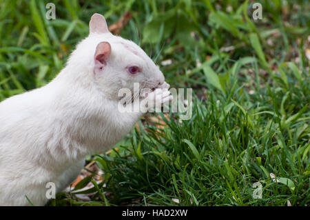 Vadnais Heights, Minnesota. Albino scoiattolo. Orientale scoiattolo grigio, Sciurus carolinensis. Foto Stock
