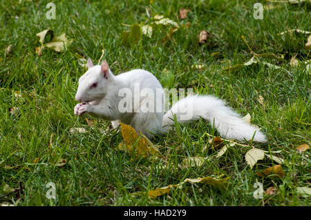 Vadnais Heights, Minnesota. Albino. Orientale scoiattolo grigio - Sciurus carolinensis. Foto Stock
