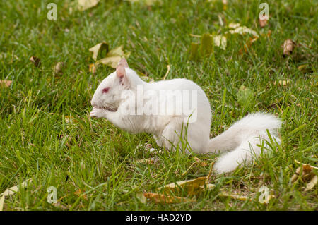 Vadnais Heights, Minnesota. Albino squirrel eating bird seme caduto da un uccello alimentatore. Orientale scoiattolo grigio - Sciurus carolinensis. Foto Stock