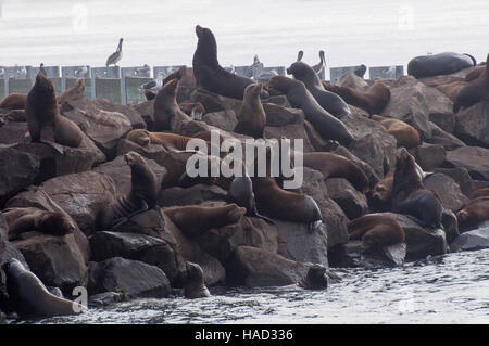 Newport, Oregon. Yaquina Bay. California leoni di mare, Zalophus californianus, in appoggio sulle rocce della baia dell'Oceano Pacifico. Foto Stock