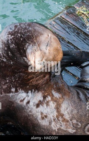 Newport, Oregon. Yaquina Bay. Il leone marino della California, Zalophus californianus, prendendo un pisolino sul dock. Foto Stock