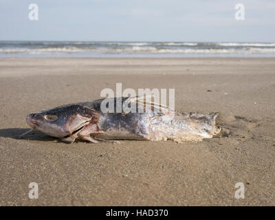 I pesci morti sulla penisola di Bolivar beach, Texas, Stati Uniti d'America Foto Stock