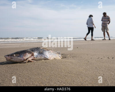 I pesci morti sulla penisola di Bolivar beach, Texas, Stati Uniti d'America Foto Stock