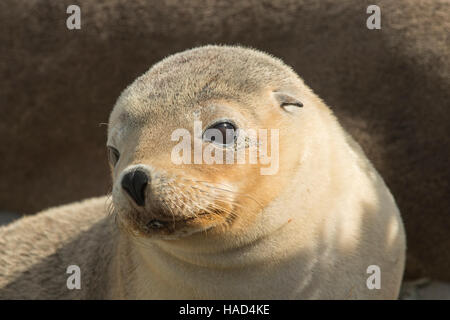 Australian Sea Lion Pup, Neophoca cinerea, a Seal Bay, Kangaroo Island, South Australia, Australia Foto Stock