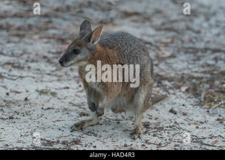 Tammar Wallaby, Macropus eugenii su Kangaroo Island, South Australia, Australia Foto Stock
