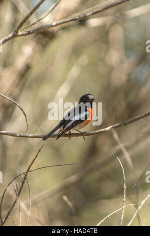 Scarlet Robin, Petroica phoenicea su Kangaroo Island, South Australia, Australia Foto Stock