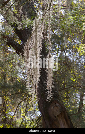 Muschio spagnolo appesi da rami di alberi nelle zone rurali del Mississippi, Stati Uniti d'America. Foto Stock