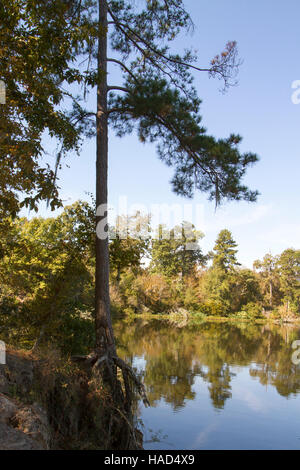 Tronco di albero con radici esposte dal grave erosione o siccità lungo la riva del lago rurale in Louisiana. Foto Stock